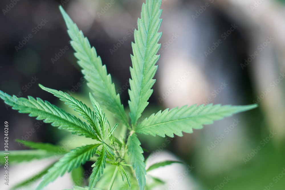 Cannabis Leaves on Marijuana Plant, Concept breeding of marijuana. Beautiful background of green cannabis flowers. A place for copy space Cannabis Leaves on Marijuana Plant, Concept breeding of marijuana. Beautiful background of green cannabis flowers. A place for copy space