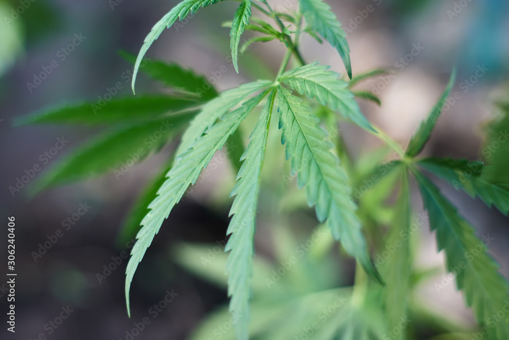 Cannabis Leaves on Marijuana Plant, Concept breeding of marijuana. Beautiful background of green cannabis flowers. A place for copy space Cannabis Leaves on Marijuana Plant, Concept breeding of marijuana. Beautiful background of green cannabis flowers. A place for copy space