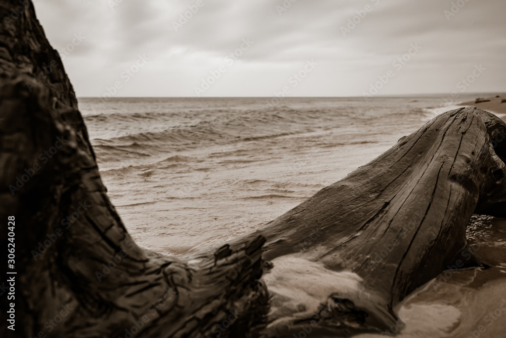 drift wood on sandy beach