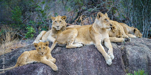 Obraz na płótnie lions posing on a rock in kruger national park, mpumalanga, south africa 5 w salonie