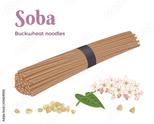 Raw buckwheat soba noodles, buckwheat grains and flowering plant isolated on white background. Vector illustration of healthy food in cartoon simple flat style.