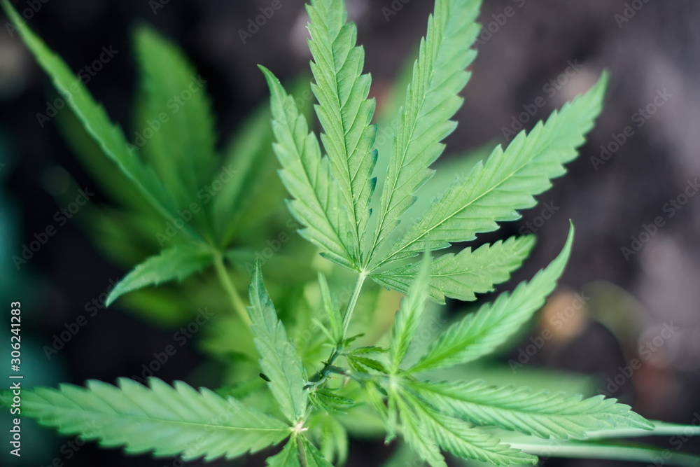 Cannabis Leaves on Marijuana Plant, Concept breeding of marijuana. Beautiful background of green cannabis flowers. A place for copy space Cannabis Leaves on Marijuana Plant, Concept breeding of marijuana. Beautiful background of green cannabis flowers. A place for copy space