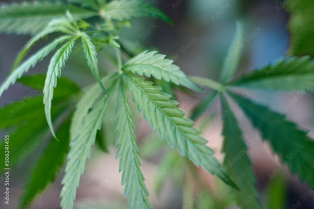 Cannabis Leaves on Marijuana Plant, Concept breeding of marijuana. Beautiful background of green cannabis flowers. A place for copy space Cannabis Leaves on Marijuana Plant, Concept breeding of marijuana. Beautiful background of green cannabis flowers. A place for copy space