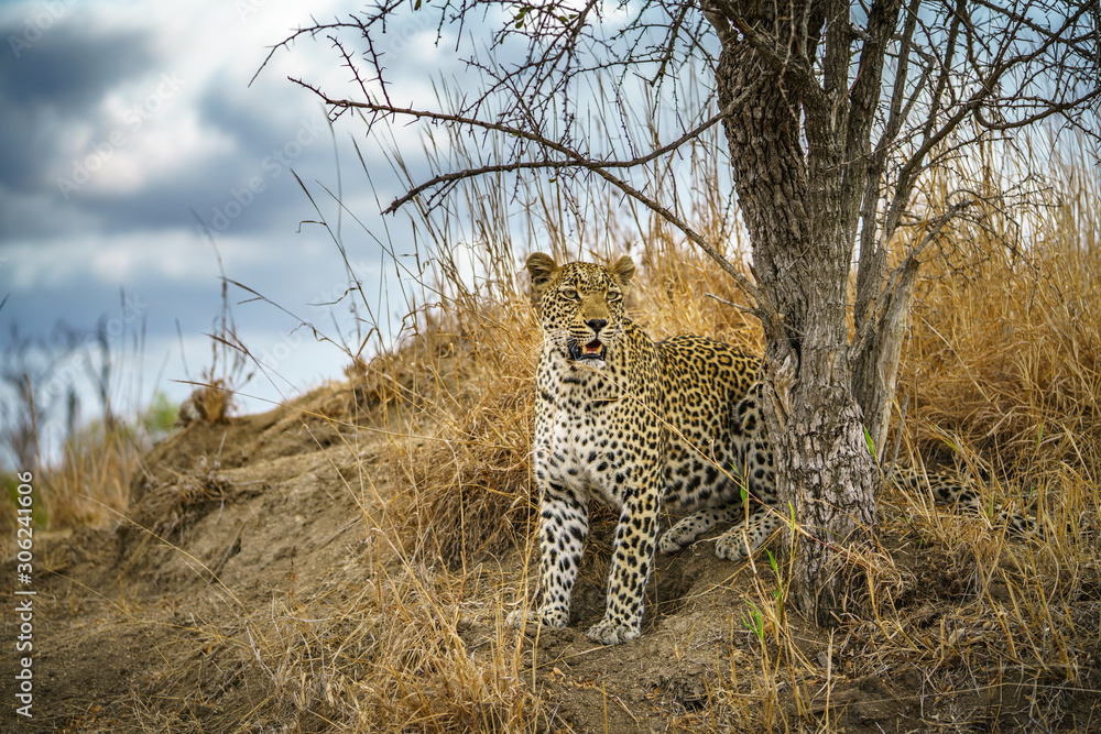 leopard in kruger national park, mpumalanga, south africa 169