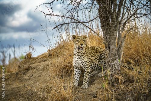 Obraz na płótnie leopard in kruger national park, mpumalanga, south africa 169 w salonie