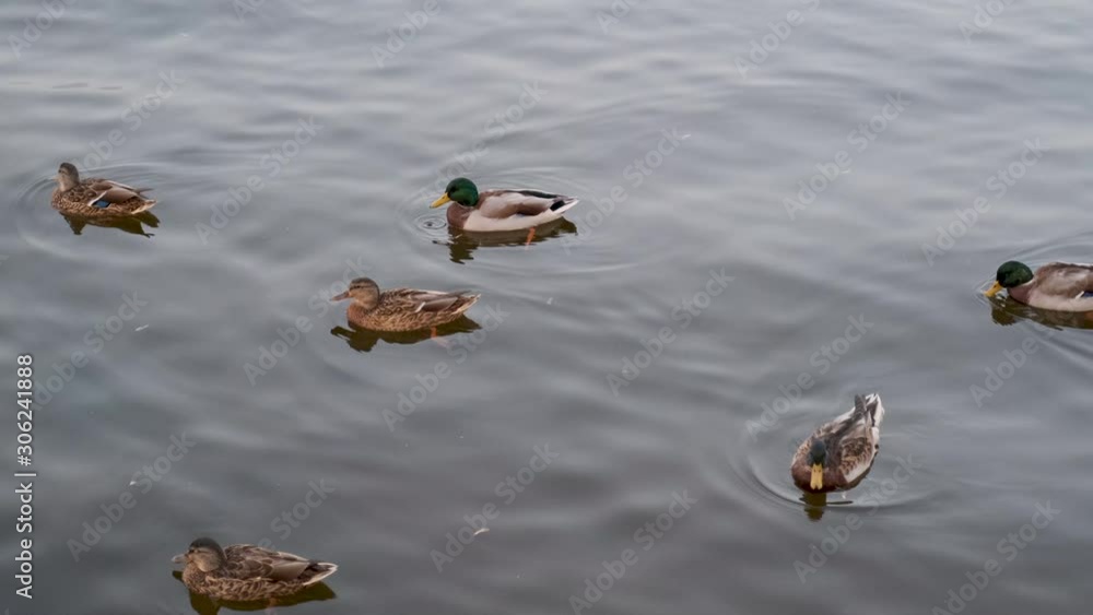 ducks swimming on the lake, ducks, mallard, duck pond, swim, wild, water, river, nature, duck, bird, animal, brown, wildlife, lake, outdoors ducks swimming on the lake, ducks, mallard, duck pond, swim, wild, water, river, nature, duck, bird, animal, brown, wildlife, lake, outdoors