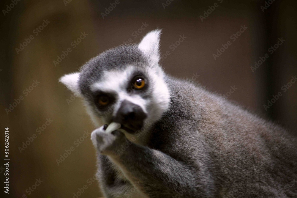 Fototapeta premium Lemur Nibbling