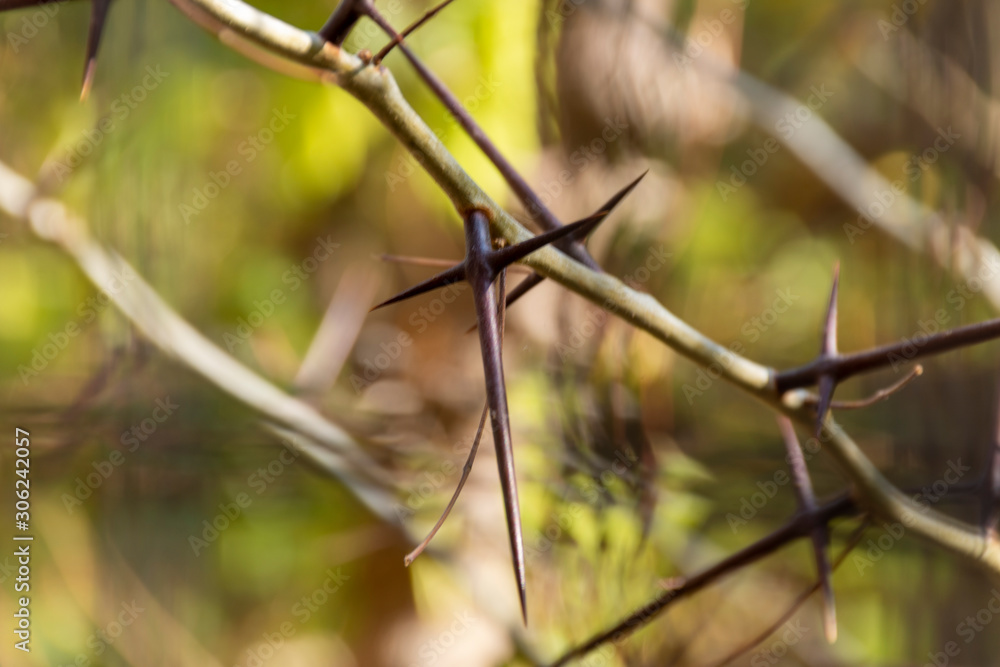 Extraño árbol mexicano que da espinas en forma de cruz, ubicado en el