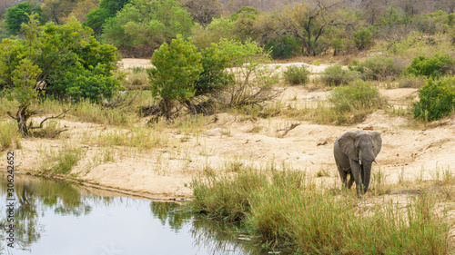 elephant in kruger national park  mpumalanga  south africa 9