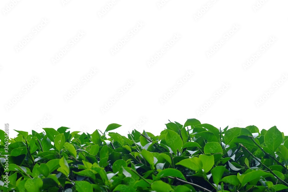 Bougainvillea plant leaves on white isolated background for green foliage backdrop and copy space Bougainvillea plant leaves on white isolated background for green foliage backdrop and copy space