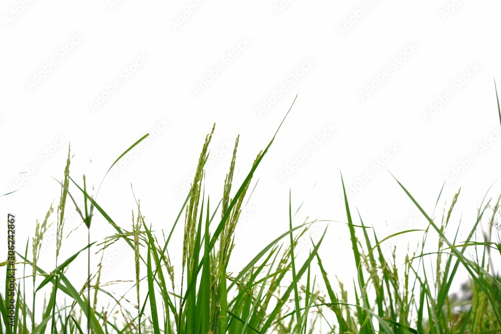 Ear of paddy field, Rice jasmine plant growing in a land on white isolated background Ear of paddy field, Rice jasmine plant growing in a land on white isolated background