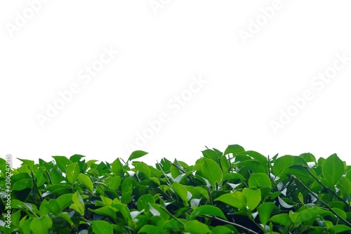 Bougainvillea plant leaves on white isolated background for green foliage backdrop and copy space