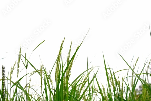 Ear of paddy field  Rice jasmine plant growing in a land on white isolated background