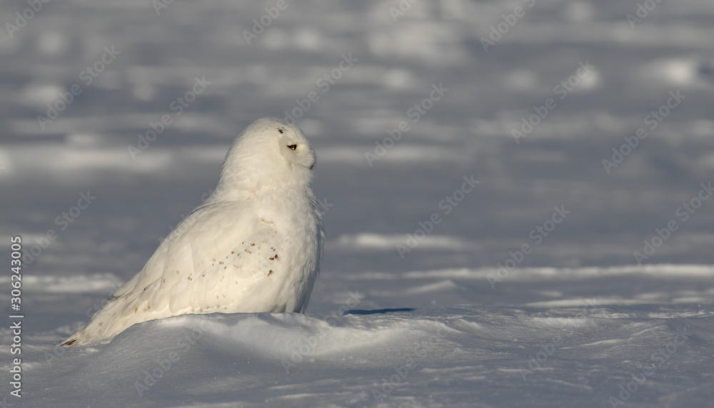 Snowy owl (Bubo scandiacus) male sitting in a sunny snow covered cornfield in winter in Ottawa, Canada