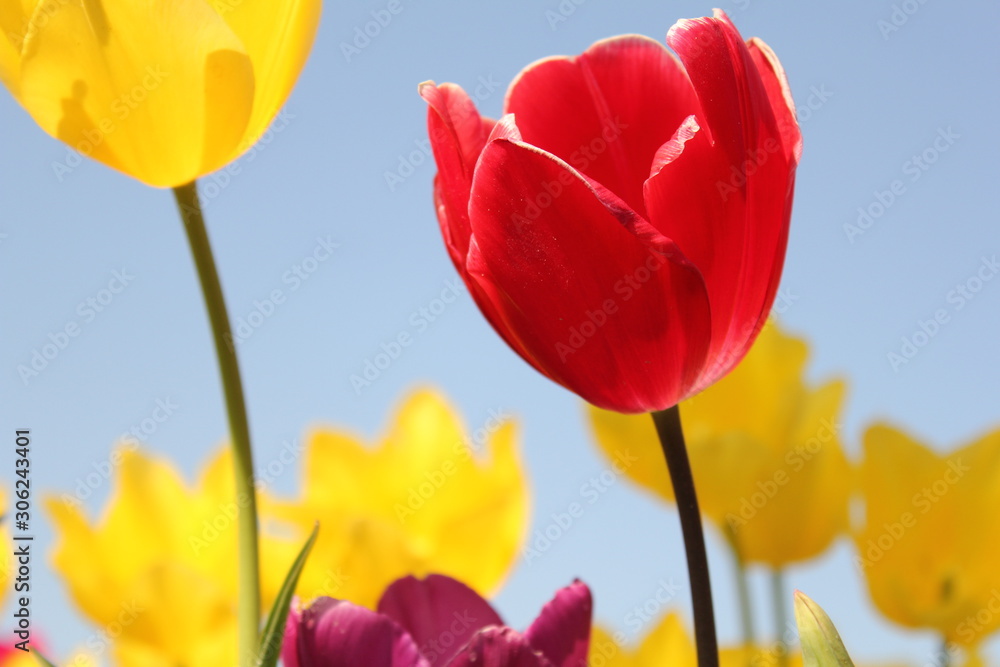 Obraz premium a red tulip closeup and yellow tulips and blue sky in the background in holland in spring