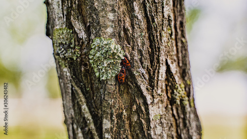 three small Boxelder red insects on a tree close up