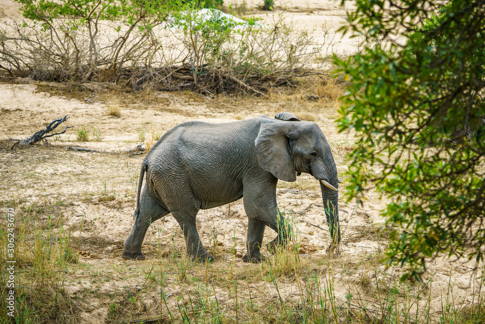 Fototapeta premium elephant in kruger national park, mpumalanga, south africa 26
