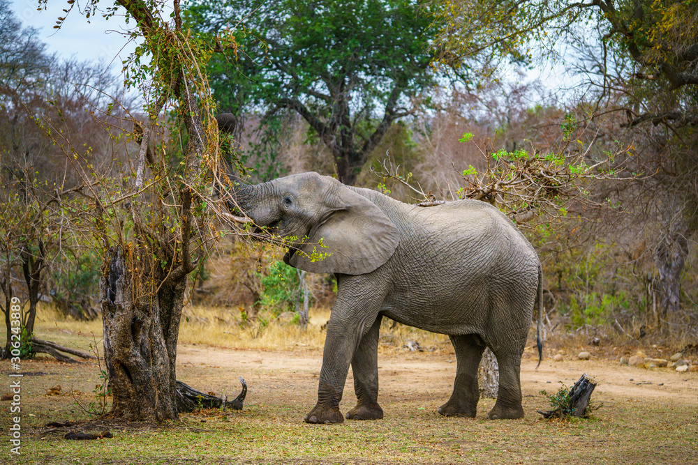 Fototapeta premium elephant in kruger national park, mpumalanga, south africa 49