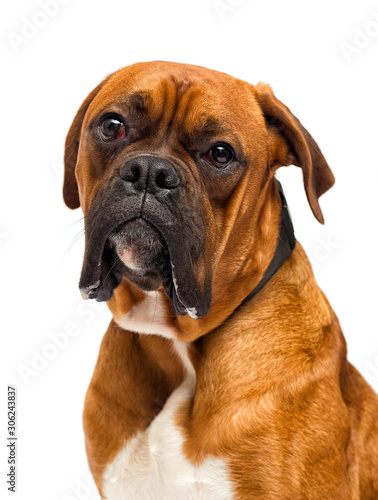 boxer dog looks on isolated on white background