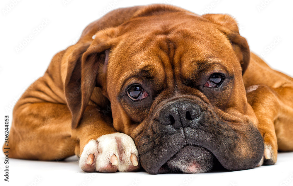 boxer dog looks on isolated on white background