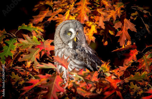 strix nebulosa great grey owl in autumn colors, great grey owl in red leaves, attractive owl portrait photo