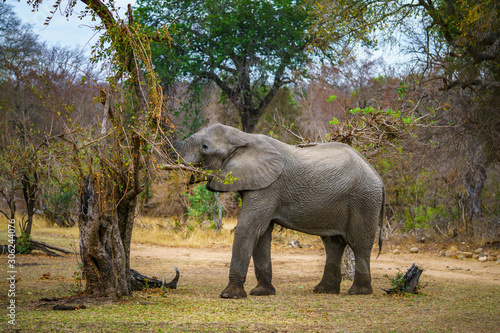 elephant in kruger national park  mpumalanga  south africa 56