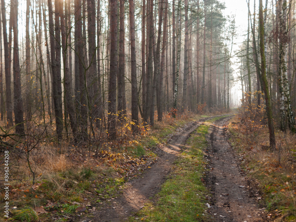 Obraz premium Mglisty poranek w sosnowym lelsie.