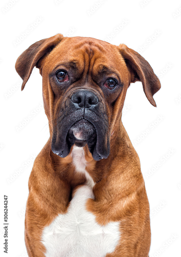 boxer dog looking isolated on a white background boxer dog looking isolated on a white background