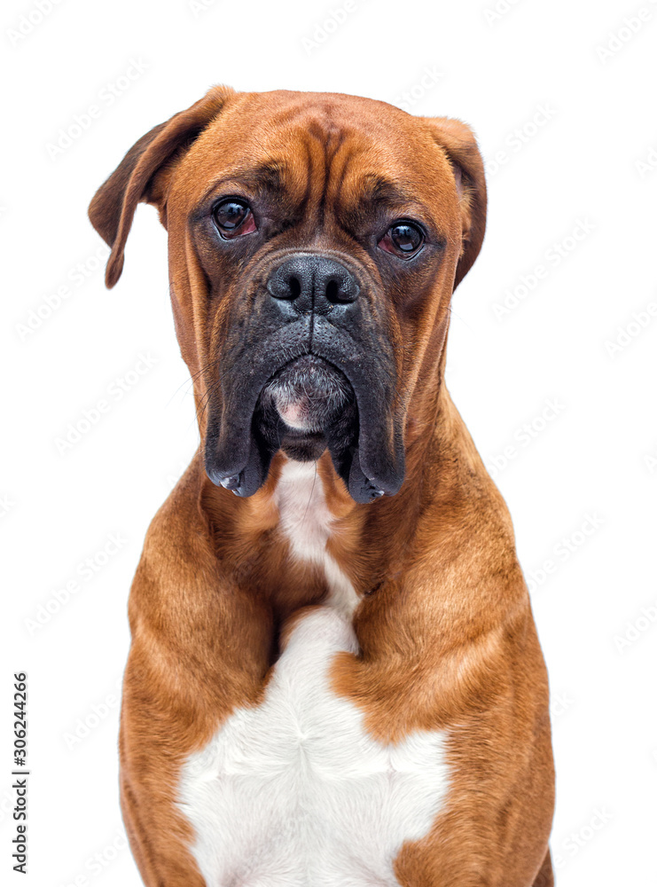 boxer dog looking isolated on a white background boxer dog looking isolated on a white background
