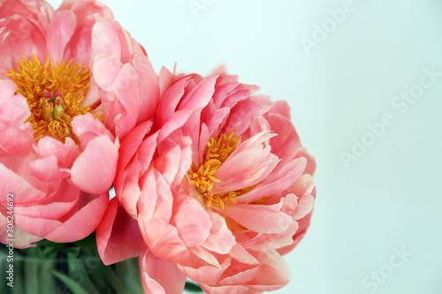 Beautiful pale pink Peonie flowers on white background