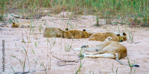 lions in kruger national park  south africa