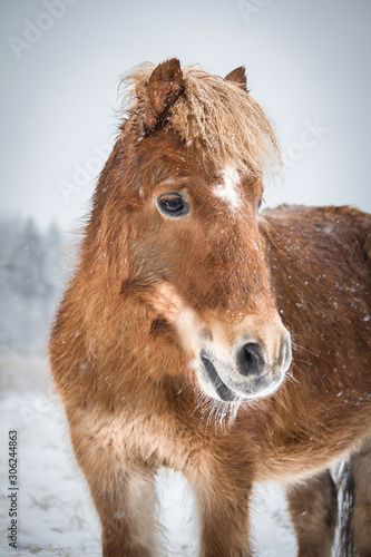 Portrait of a pony in winter forest.