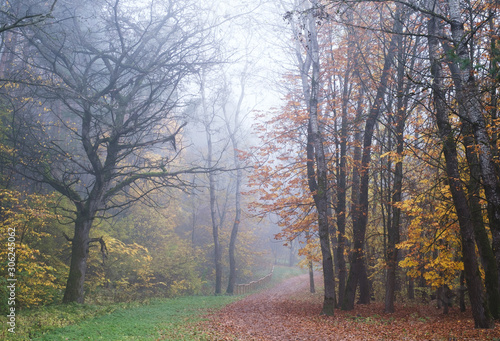 Misty forest path on a foggy autumn morning