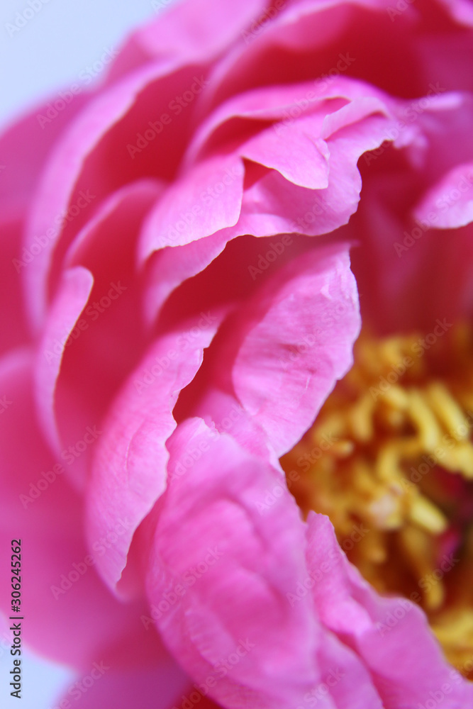 Beautiful pale pink Peonie flowers on white background Beautiful pale pink Peonie flowers on white background