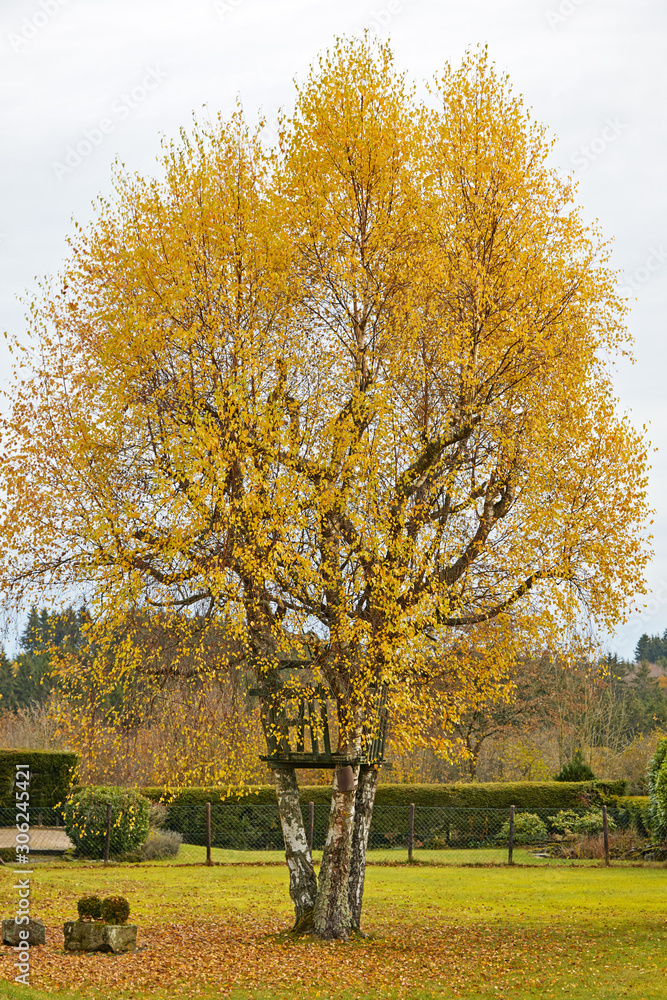 bouleau en automne 