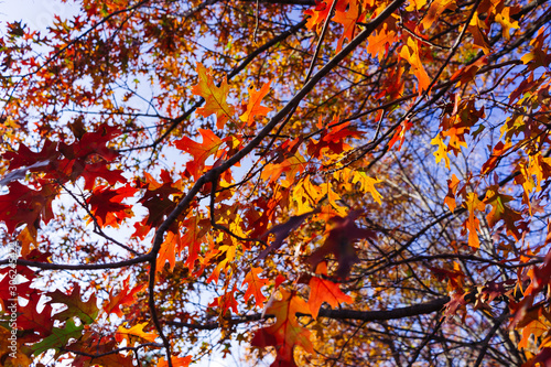 Yellow and red leaves on tree branches on a sunny November day in a Texas park. © photocinemapro