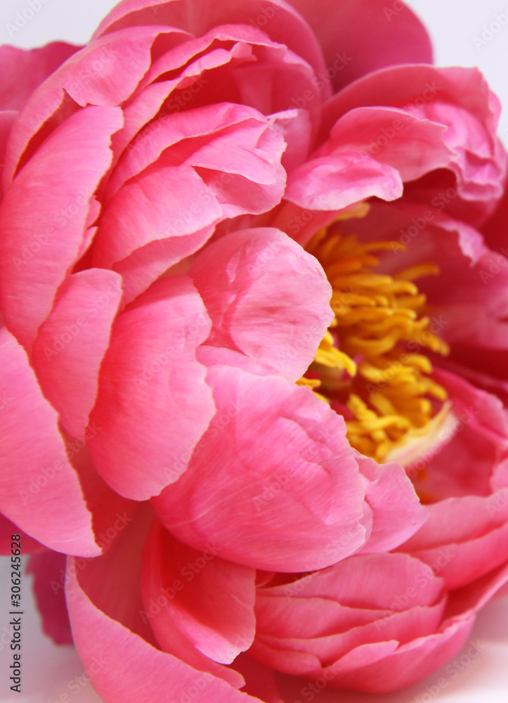 Beautiful pale pink Peonie flowers on white background Beautiful pale pink Peonie flowers on white background