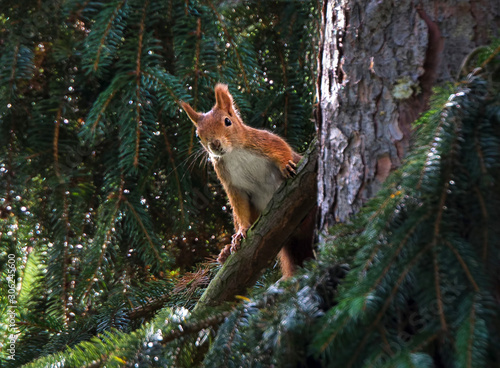 Squirrel sitting in the autumn park sunshine autumn colors on a branch. © Jiří Fejkl