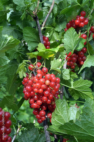 On the bush berries are ripe redcurrant