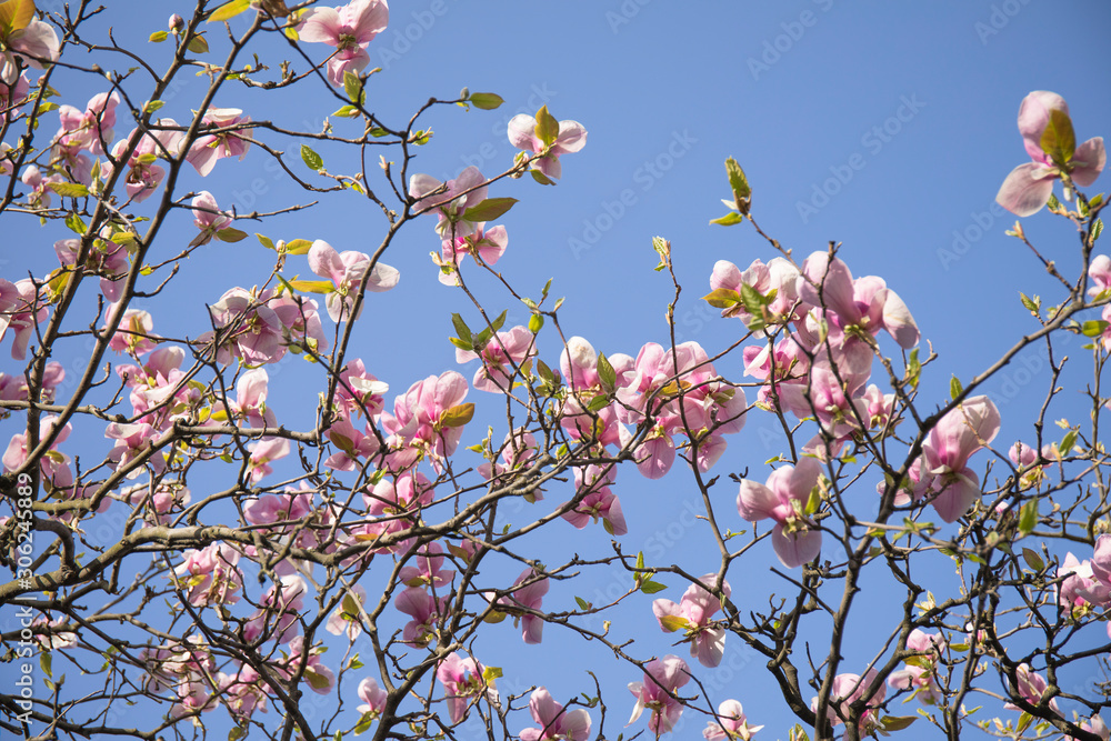 Branches of a blooming magnolia tree against a blue sky Branches of a blooming magnolia tree against a blue sky