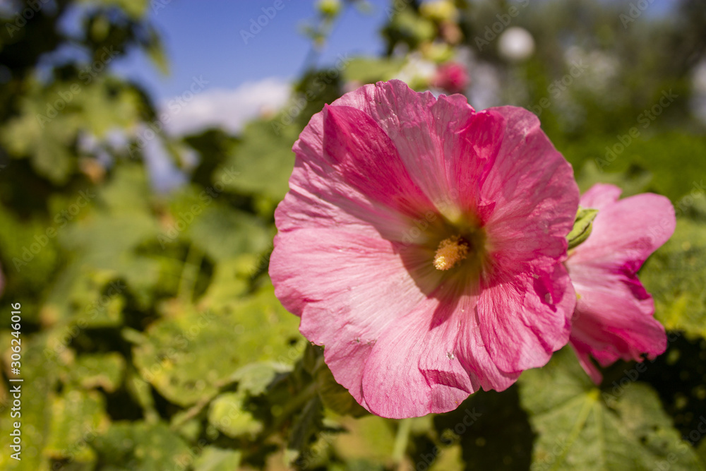 Fiore Fiore