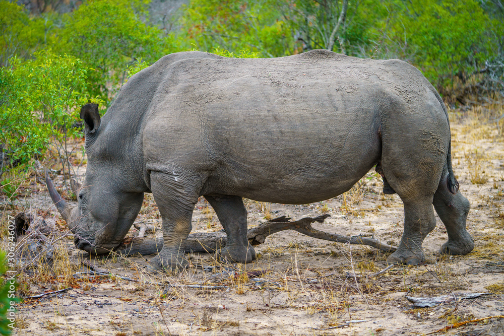 Naklejka premium white rhino in kruger national park, mpumalanga, south africa 44