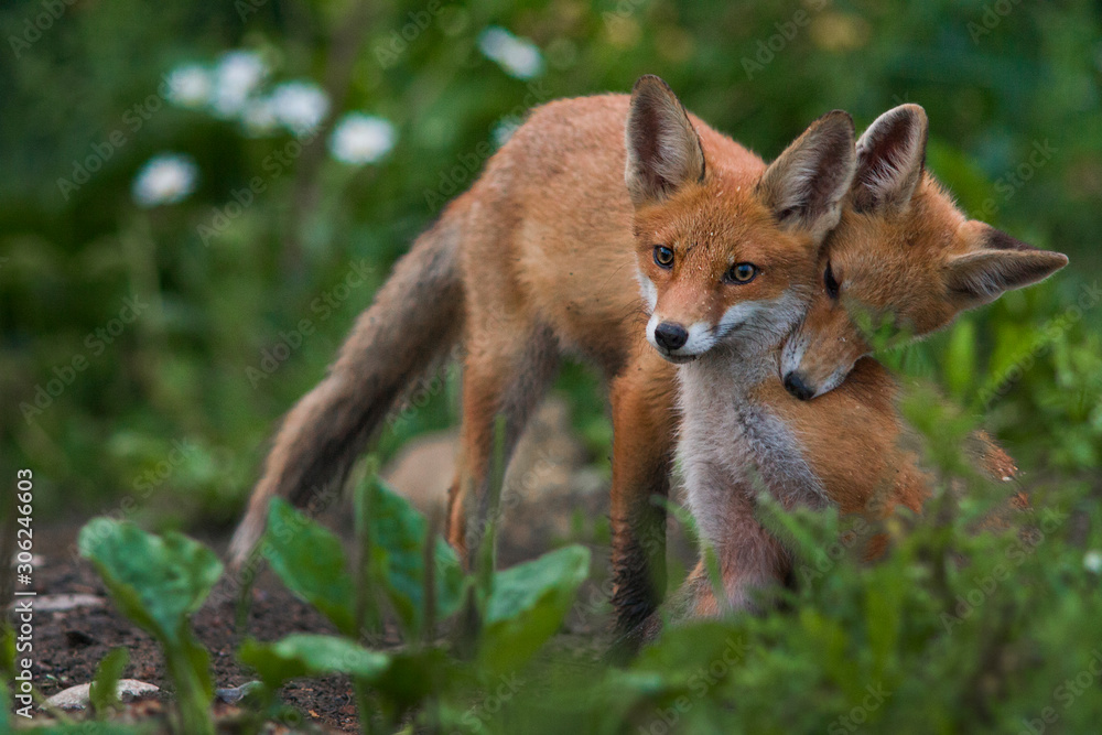 Red fox cub cuddle with mother fox Red fox cub cuddle with mother fox