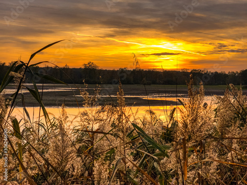 Sunlight over the lake, golden reed, old tree. Czech landscape. Vrbenske rybniky. South Bohemia. photo