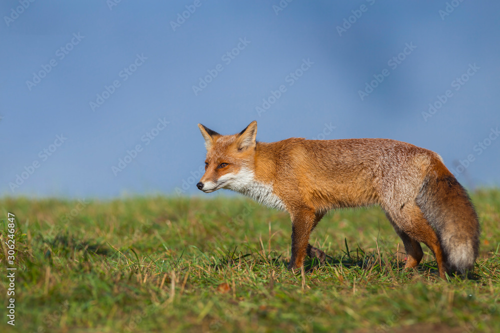 Fototapeta premium Mammals - European Red Fox (Vulpes vulpes)