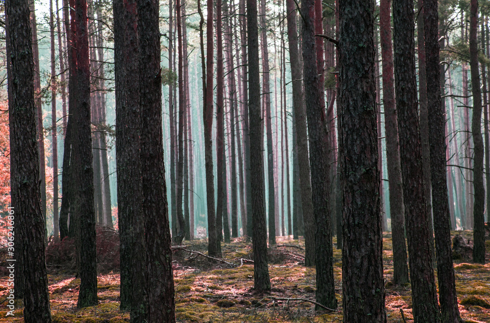 In the midst of a misty forest In the midst of a misty forest