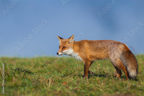 Mammals - European Red Fox (Vulpes vulpes)
