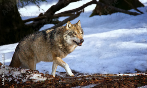 A lone Timber wolf or Grey Wolf Canis lupus walking in the falling winter snow Bayerischer Wald © Jiří Fejkl