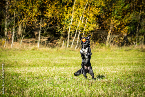 Border collie puppy, 6 months old, playing with a ball. Catch. Sport.