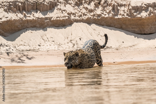 Jaguar swimming in the Cuaiaba river ,Pantanal,Mato Grosso,Brazil photo